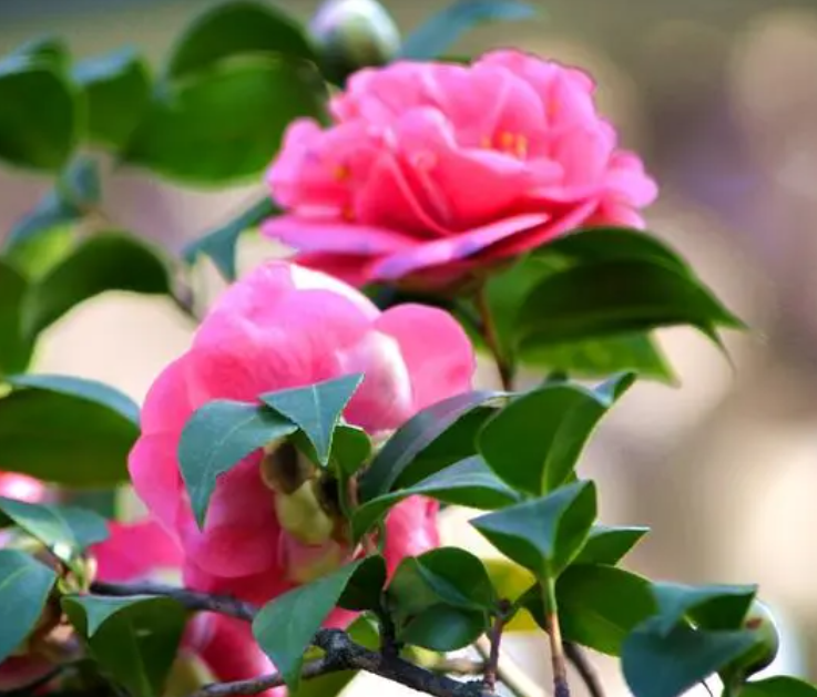 茶花怕冷还是怕热