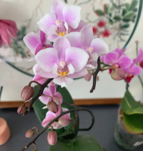 蝴蝶兰怕冷还是怕热