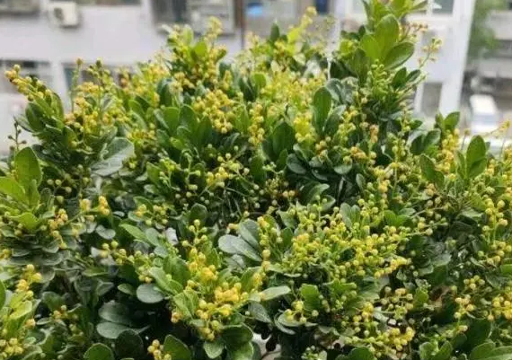 米兰花怕冷还是怕热