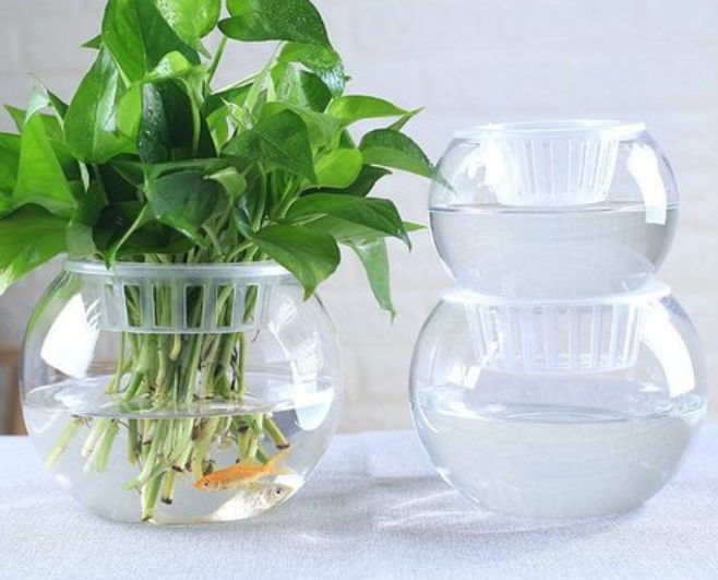 玻璃花盆适合养什么花