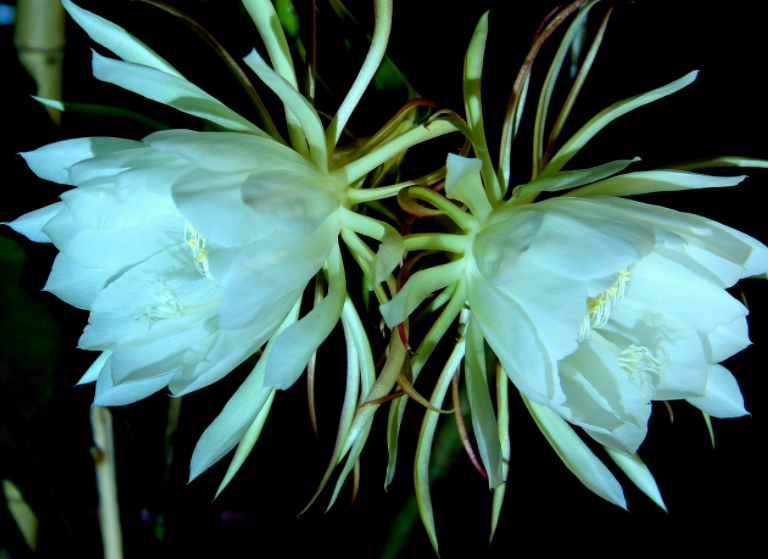 昙花怕冷还是怕热