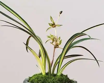 连体花盆适合养什么花