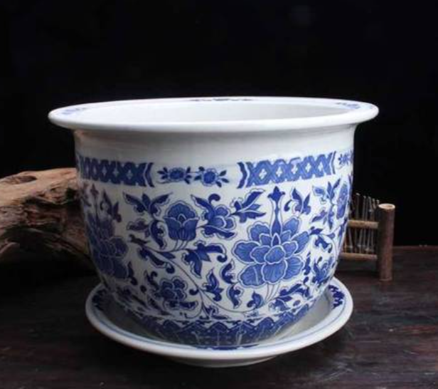 大号花盆适合养什么花