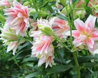 玉米百合能复花吗