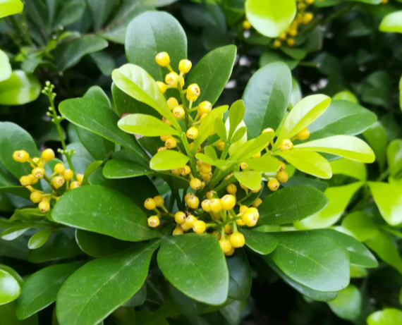 米兰配土方法与种植土壤如何