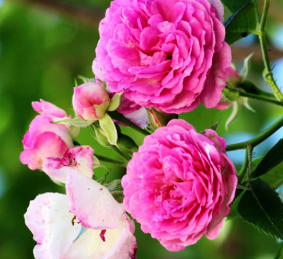 蔷薇花花期养护方法是什么