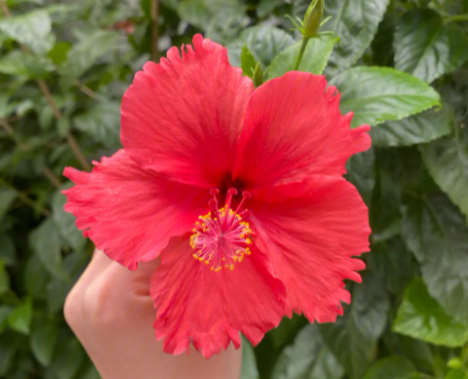 扶桑花期养护方法是什么