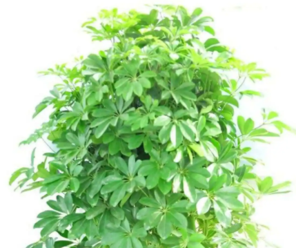 鸭掌木喜光吗