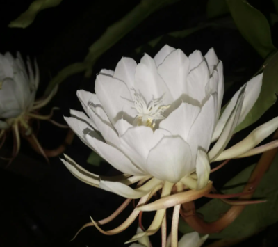 昙花适合什么环境