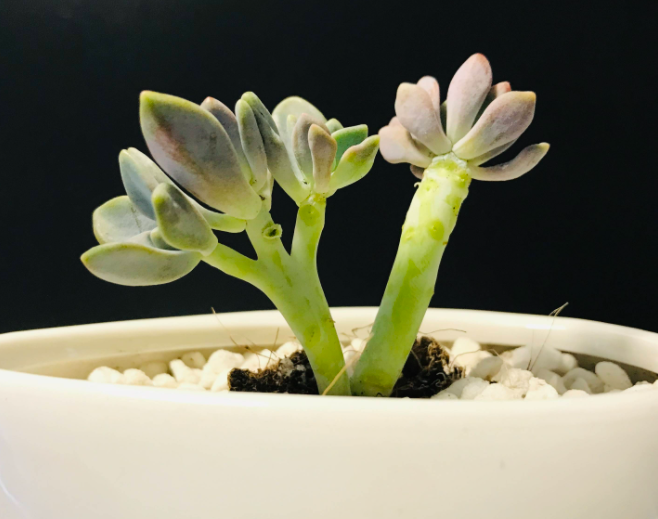 组合花盆适合养什么花