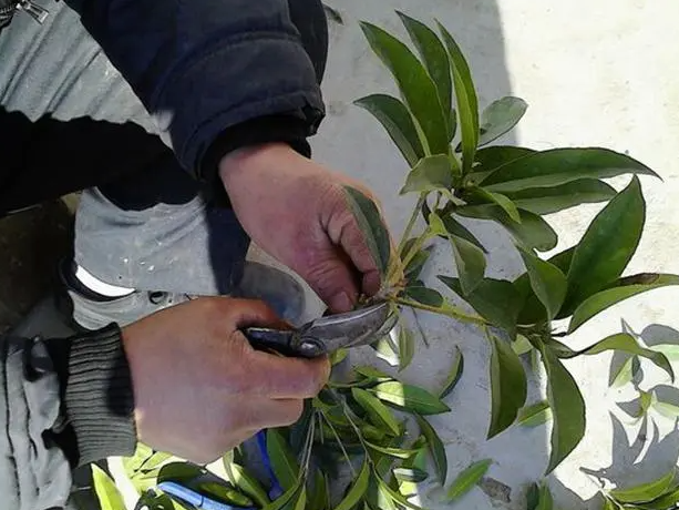 桂花树可以嫁接吗