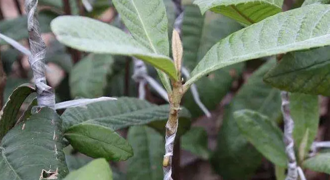 枇杷树嫁接几年结果