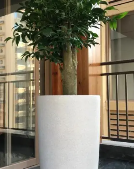 高花盆适合养什么花