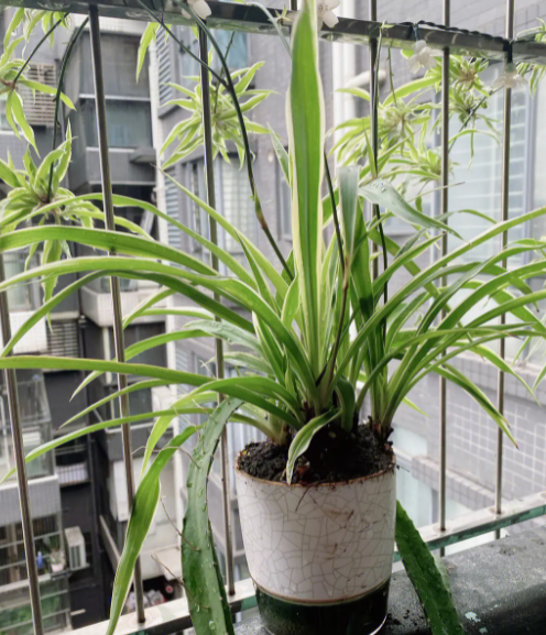 深筒盆适合养什么花