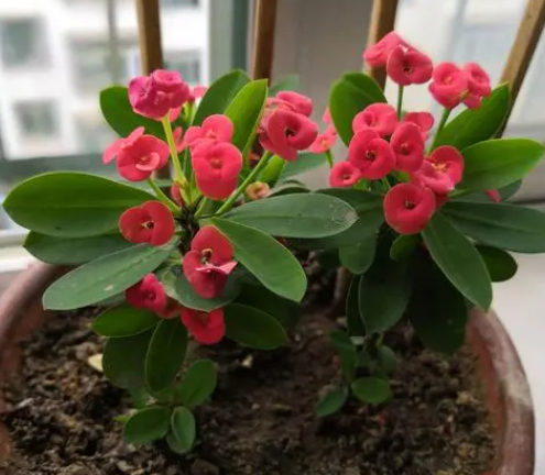 虎刺梅浇水时间与正确方法