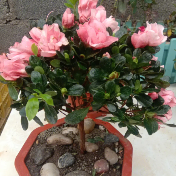 杜鹃花能养多久