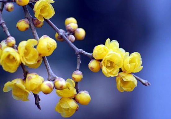 腊梅是先开花后长叶吗