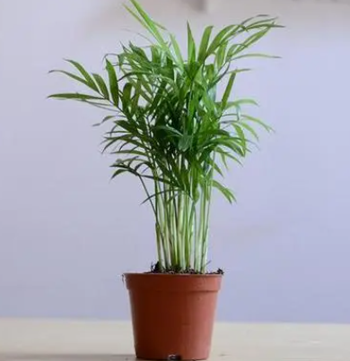 散尾葵怕冷还是怕热