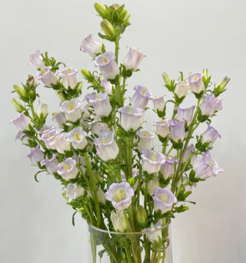 风铃花能养多久
