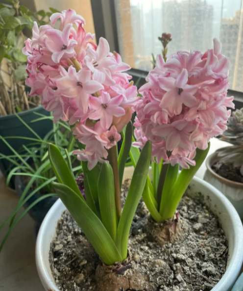 风信子能复花吗
