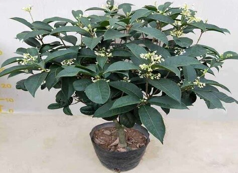 桂花树换盆后要浇水吗
