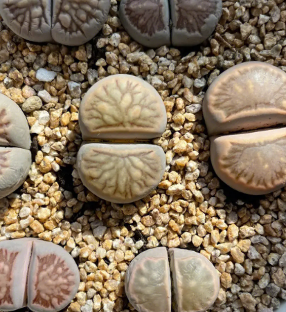 屁屁花刚种要浇水吗