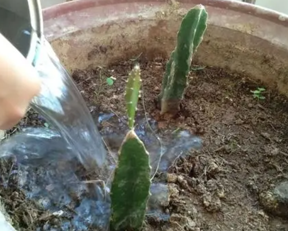 火龙果刚种要浇水吗