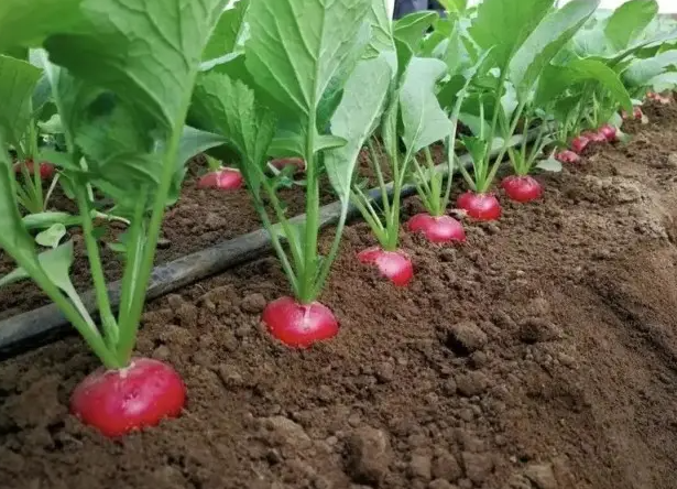 萝卜种植时间与生长期
