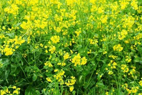 油菜属于什么作物