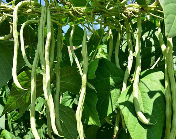 豆角什么季节种植合适
