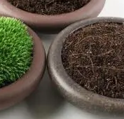 苔藓土可以直接种花吗