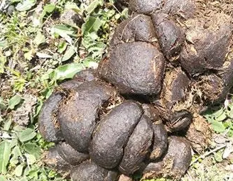 马粪可以直接种花吗
