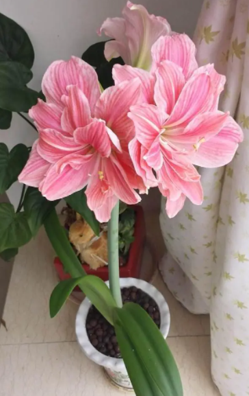 朱顶红用什么土栽培最好