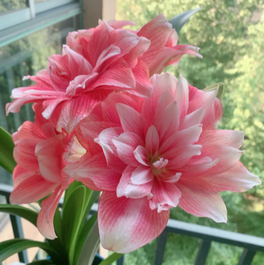 朱顶红花怎么养才能开花多