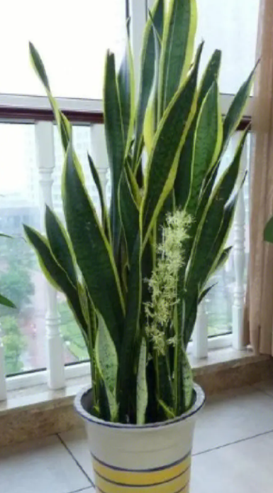 虎皮兰养几棵好