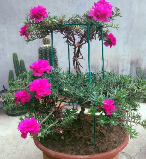 太阳花怎么养成老桩造型