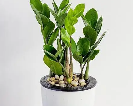 摇钱树浇水要浇透吗