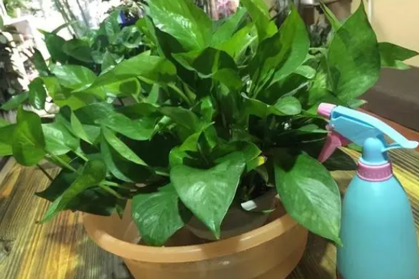 绿萝浇水要浇透吗
