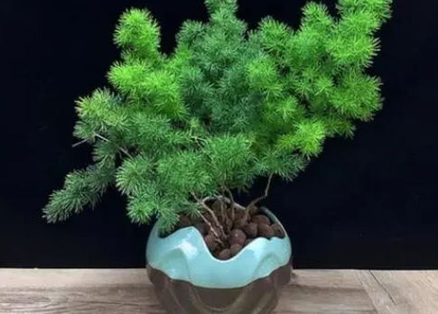 蓬莱松浇水要浇透吗