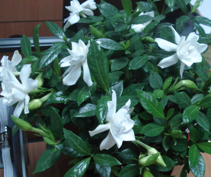 栀子花浇水要浇透吗