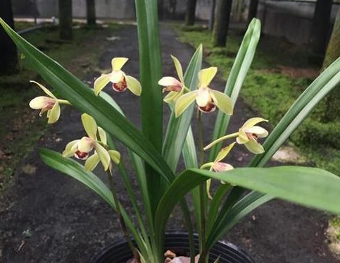 建兰怎么养才能开花多