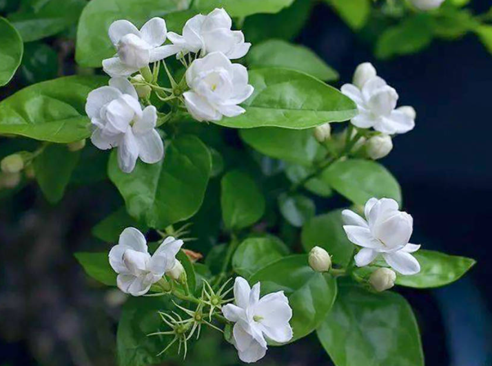 茉莉花花期养护方法