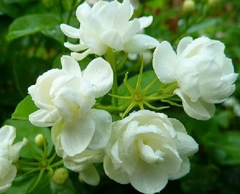 茉莉花换盆后要浇水吗