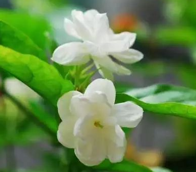 茉莉花冬天怎么浇水