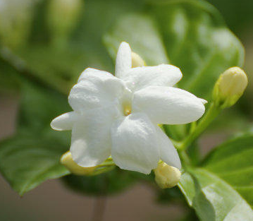 刚买的茉莉花怎么养护