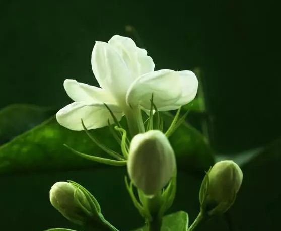 茉莉花期养护方法是什么