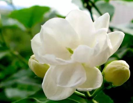 茉莉花要经常浇水吗