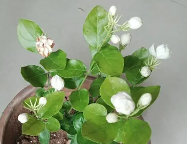 茉莉花是喜阳还是喜阴