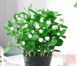 茉莉花怎么配土