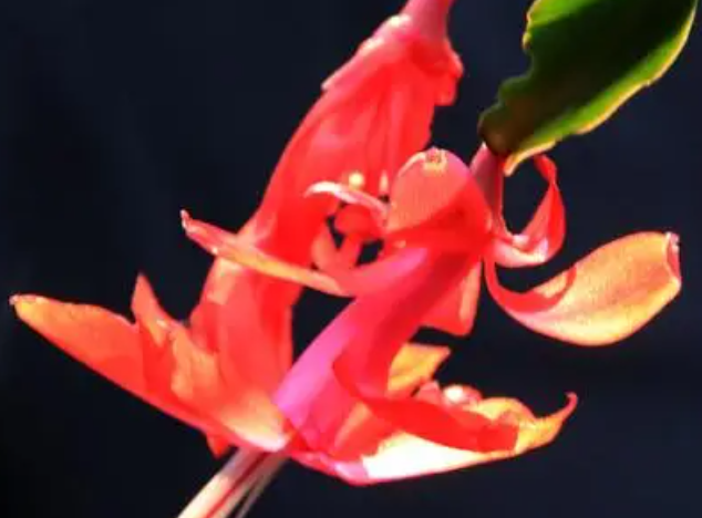 蟹爪兰刚种要浇水吗